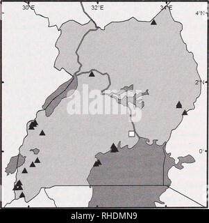 . Bonner zoologische nach 1550. Zoologie. THORN & Amp; CURBIS PETERHANS, kleine Säugetiere VON UGANDA keine Lokalität, unveröffentlichte, siehe Ellerman etal. 1953, siehe Koopman 1975). Bereich. Thomas (1902) aufgeführten Arten, für Uganda als Rousettus stramineus. Es tritt auf, während die meisten Savanne Bauteile von S Afrika Eritraea und im Westen an Mauretanien. Abb. 6 Zeigt die ugandischen Verteilung. Western. Budongo (LACM); Bwamba (LACM); Fort Portal (Bergmans 1990); Fioima (Kityo&amp; Curbis 1996); Mihunga (MCZ, Allen&amp; Loveridge 1942); Ruwenzori 2000 m (KINGDON 1974). Southern. In der Nähe von ibanda (Bergmans 1990); Kalinz Stockfoto