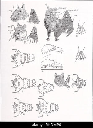 . Bonner zoologische nach 1550. Zoologie. THORN & Amp; CURBIS PETERHANS, kleine Säugetiere von Uganda. Abb. 5. Pteropodidae Hypsignathus monstrosus: A-Cf; B-Megaloglossus woermanni Cf; C-epomophorus Schamlippen - tus d"; D-Rousettus lanosus (Dorsalansicht rechten Fuß, wing Attachment); E-Rousettiis egypdacus (Dorsalansicht rechten Fuß, wing Attachment). Gaumen, Gummi Bergrücken: F-Epomophorus wahlbergi; G-Epomophorusgam - bianus H-epomophorus Labiatus; J-Micropteropus pusilhis; K-L - Casinycteris Epomops fiwiqiieth argyn-nus; M-Rousettus lanosus; N-Rousettus angolensis. 13. Plädoyer Stockfoto