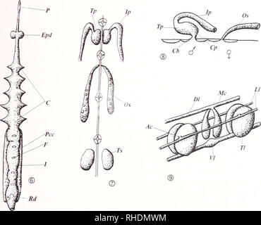 . Bonner zoologische nach 1550. Zoologie. Abb. 45. Cryobdellapallida, externe und interne Struktur: 1, gemeinsame Sicht; 2, anterior Sucker (dorsale und ventrale Ansicht); 3, posterior Sucker; 4, Clitellum (ventral); 5, somiten (Dorsalansicht); 6, Verdauungssystem; 7, der Geschlechtsorgane (Dorsalansicht); 8, der Geschlechtsorgane (seitliche Ansicht); 9, zölomepithel System (Rekonstruktion). 61. Bitte beachten Sie, dass diese Bilder aus gescannten Seite Bilder, die digital für die Lesbarkeit verbessert haben mögen - Färbung und Aussehen dieser Abbildungen können nicht perfekt dem Original ähneln extrahiert werden. Stockfoto