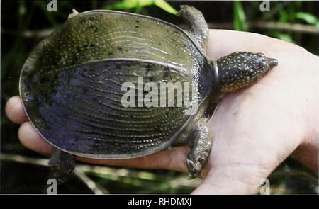 . Bonn zoologische Bulletin. Zoologie. Reptilien aus dem Süden von Benin, Westafrika, mit der Beschreibung einer neuen Hemidactylus 47. Abb. 18. Cyclanorbis senegalensis, Kinder aus Pendjari NP, nördlichen Benin. Foto: O. Grell (1947): Ajuda; Godomey; Grand Popo; Porto Novo; Zomai; Loveridge (1952):; Abomey Bassila; Kous-soukoingou; Bauer et al. (2006): Attogon; Niaouli; Abomey; Collines du Dassa-zoumé; Manigri; Pendjari NP; dieses Papier: Godomey; Bohicon. Hemidactylus beninensis - Bauer et al. (2006): Collines du Dassa-zoumé (neue Arten Beschreibung). Hemidactylus fasciatus - Bauer et al. (2006): in der Nähe von Stockfoto