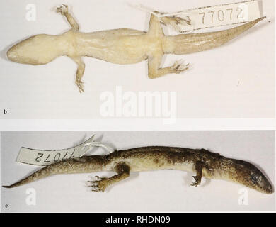 . Bonn zoologische Bulletin. Zoologie. Abb. 13. Hemidactylus lamaensis n. sp., holotypus von Lama Wald (Noyeau central) in der Dorsalen (a), (b) ventral und lateral (c) zu sehen. Foto: S. Wagner Bonn zoologische Bulletin 57(1):31-54 © Zfmk. Bitte beachten Sie, dass diese Bilder sind von der gescannten Seite Bilder, die digital für die Lesbarkeit verbessert haben mögen - Färbung und Aussehen dieser Abbildungen können nicht perfekt dem Original ähneln. extrahiert. Zoologisches Forschungsmuseum Alexander Koenig. Bonn: Zoologisches Forschungsmuseum Alexander Koenig Stockfoto