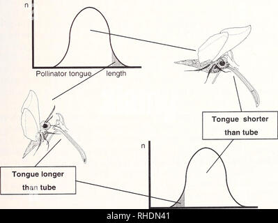 . Bonner zoologische nach 1550. Zoologie. 125 kontinuierlich umlaufenden in der wissenschaftlichen Literatur, entzog sich empirische Dokumen- tation (NiLSSON, 1998). Gemäß der klassischen Darwin's Modell eines Co-evolutio-nären Rasse, die sphingid Motte ist gezwungen, seine Zunge in die Datenbank einzufügen, und damit selektiv zu bestäuben Blumen tiefer als seine Zunge erreichen (Nilsson, 1988). So, lange-tongued sphingid Motte gewinnen fitness Vorteile gegenüber denen mit kurzen Zungen und tief-trieb Orchideen übertreffen die reproduktiven Erfolg von Individuen mit weniger tiefen Sporne (Abb. 9). Bemerkenswert ist, das Modell einer Zusammenarbeit Stockfoto