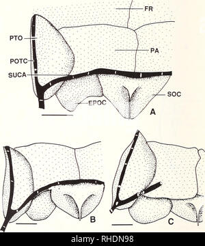 . Bonner zoologische nach 1550. Zoologie. 28 2. Hintere Kopfeinheit Barbe (Abb. 4A-B). Der posterioren Barbe von papillate Couesius ist ein Anhängsel aus der oberen rictal Gewebe, die nicht homologe mit den barteln von anderen "barbeled Cypriniden, abgeleitet? (D. h. cyprinins) (Howes, 1985). Dieses posterior Barbe ist an der Ecke der Mund entfernt, und der Gegenwart in Couesius nur (Abb. 4A). - TS2: einer posterioren Barbe abwesend [0] oder [1]. 3. Primäre Lamellen der Riechorgan (Abb. 5A-B). Die primäre Lamellen der ol-factory Orgel sind so angeordnet, dass auf beiden Seiten (lateral und medial) der Achse i Stockfoto