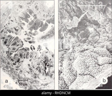 . Bonner zoologische nach 1550. Zoologie. 45 tionen (z. B. Wunderer 1909; Häfeli 1971; Servette &Amp; Greven 1994). In der 3. ScHWALBE Stadium, wenn der Nachwuchs bereits 4-5 cm Länge und zeigt Zeichen der Metamorphose, eine weitere Quelle der Nahrung ist notwendig. Die uterine "Milch", die vom Epithel, beginnend mit dem 2 sezerniert wird. Schwalbe wurde angenommen, dass eine wichtige Quelle zu sein (Vilter&amp; Vilter 1964; Niederl 1981), wichtiger jedoch ist die Zona trophica am vorderen Ende der Gebärmutter. Hier epithelialen Zellen vermehren und werden von der zugrunde liegenden connectiv freistehende Stockfoto