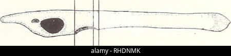 . Bonner zoologische nach 1550. Zoologie. * 10 Platte 13 Larve 110 h Pf, 18°C. Ein BC. Bitte beachten Sie, dass diese Bilder sind von der gescannten Seite Bilder, die digital für die Lesbarkeit verbessert haben mögen - Färbung und Aussehen dieser Abbildungen können nicht perfekt dem Original ähneln. extrahiert. Bonn, Zoologisches Forschungsinstitut und Museum Alexander Koenig Stockfoto