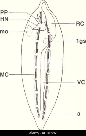 . Bonner zoologische nach 1550. Zoologie. 32. Abb. 15: Schematische dorsalansicht der zölomepithel Hohlräume einer 1 gill Schlitz ein von larv Bvauchiostoma Radicans. a-Anus. HN-hatschek's nephridium. Mo-Mund öffnen. MC-myocoel. PP-preoral Grube. RC-Rostralen Zölom. 'C-ventrale Zölom. Igs-ersten priman.^ gill Schlitz. (Anzahl der segmentalen Myotome willkürlich.) Der Rostralen Zölom ergibt sich aus der rechten Divertikel der Hatschek, die KNEIFT aus dem Darm über die neurula Stufe mit elf Segmente (Teller 3 &Amp; 6). Das epithel Dieser Beutel ist Prismatisch in den früheren Stadien, b Stockfoto