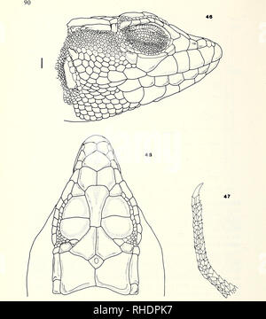 . Bonner zoologische nach 1550. Zoologie. Abbn. 45 - 49. A. busackin. sp. 45, 46:30 km. S von Goulimine, Marokko. BM 1970.250. 47,48: N von Agadir, Marokko. BM 1970.247. 49:46 km N von Agadir, Marokko. BM 1970.246.. Bitte beachten Sie, dass diese Bilder sind von der gescannten Seite Bilder, die digital für die Lesbarkeit verbessert haben mögen - Färbung und Aussehen dieser Abbildungen können nicht perfekt dem Original ähneln. extrahiert. Bonn, Zoologisches Forschungsinstitut und Museum Alexander Koenig Stockfoto