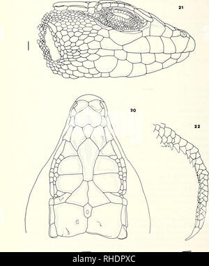 . Bonner zoologische nach 1550. Zoologie. 56. Abbn. 20 - 22. A. yemenicusn. sp. Ta'Izz, Jemen. FMNH 66510 (4911). Bitte beachten Sie, dass diese Bilder sind von der gescannten Seite Bilder, die digital für die Lesbarkeit verbessert haben mögen - Färbung und Aussehen dieser Abbildungen können nicht perfekt dem Original ähneln. extrahiert. Bonn, Zoologisches Forschungsinstitut und Museum Alexander Koenig Stockfoto