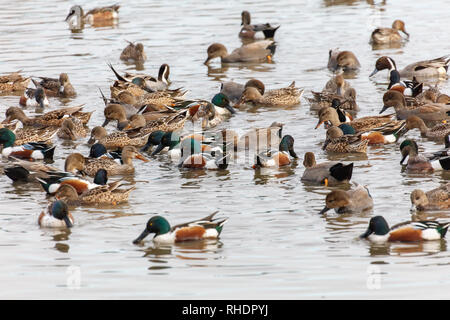 Northern shoveler und Nordpintailenten in Vancouver BC Kanada Stockfoto