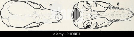 . Bonner zoologische nach 1550. Zoologie. 10 mm 1. Abb. 34: Glossophaga conimissarisi, a: Schädel Seitenansicht, b: unterkiefer Draufsicht, c: Schädel Dorsalansicht, d: Schädel basal anzeigen Prämolaren dreieckige iii Seitenansicht, mit schmalen cusps ohne Stifte. Oberen molaren W-pattem witli abgeflacht, dritten Molaren kleiner als zweite, etwa die Hälfte der Fläche von M2. Der Innenseite aller tliree Molaren mit deutlichen Ausbuchtungen. Die unteren Backenzähne sind von ähnlicher Form mit allen fünf üblichen cusps, nur die letzten Molaren etwas kleiner. G. soricincr. Pomt der Unterkiefer mit Ridge auf symphyse ("menmm"); Lateralis Stockfoto
