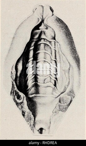 . Bonner zoologische nach 1550. Zoologie. 17 Jedoch der Gaumen eine sehr ausgeprägte mediane Auswölbung in An-passung eine das feste Haften an der mütterlichen Zitze zeigt, so daß, wie Retzius (s. 129) schreibt, "die mecklenburgischen Leisten [Gaumenfalten] Click über die Wälle herum starke Biegungen machen müssen, um dann an den Seiten nach hin-ten zu verlaufen".. Abb. 6: Dasyurus quoll (aus retzius) Namen von Retzius gegebenen Abbildung (Abb. 6) ist die relativ große und mit einem faltenartigen Bogen abschließende Region der Papille Pala-Tina gut entwickelt. Es sind 8 gut ausgebildete Querfalten zu e Stockfoto