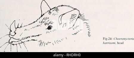. Bonner zoologische nach 1550. Zoologie. 45. C. harrisoni (Abb. 23): Ziemlich große Blüte Fütterung bat mit conspicoiis, extrem lange Schnauze. Unterarm Länge 40-43 nmi. In anderer Hinsicht ähnelt C. Mexicana. Schädel Morphologie unterschiedlich von anderen manmials Die chiropteran Schädel Knochen sind deHcate um Gewicht für den Flug zu reduzieren. Bei erwachsenen Tieren die einzelnen Knochen sind meist fixiert zusammen verlassen die Nähte für Knochen Diskriminierung von wesentlicher Bedeutung nicht erkannt zu werden. Also, für die richtige Ausrichtung, ist es sicherlich sinnvoll, die Jugendlichen Schädel noch fehlt obliterations zu verweisen. Mit Stockfoto