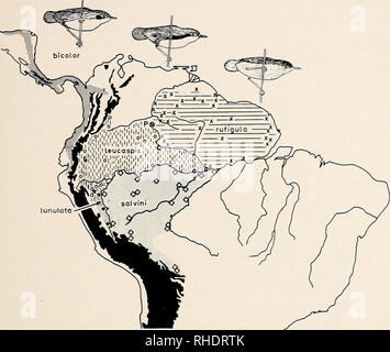 . Bonner zoologische nach 1550. Zoologie. 125. Abb. 39: Verteilung der Gymnopithys antbirds. Die G. rufigula superspecies besteht aus G. leucaspis rufigula, G. und G. bicolor. G. salvani und G. lunulata zusammen bilden eine zweite superspecies. Erläuterung: Geschlüpft horizontal und Kreuze - G. rufigula. Umgeben kreuz und P-G r. "Pallidigula" (wahrscheinlich eine hybride Bevölkerung zwischen G. und G. leucaspis rufigula). Bereich vertikal gestrichelte und offene Kreise-G. leucaspis. Bereich vertikal schraffiert - G. bicolor. Gepunktete Fläche und solide Sterne-G. Lunulata. Schattierte Fläche und Platz Stockfoto