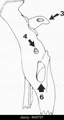 . Bonner zoologische Beiträge: Herausgeber: Zoologisches Forschungsinstitut und Museum Alexander Koenig, Bonn. Biologie; Zoologie. . Bitte beachten Sie, dass diese Bilder sind von der gescannten Seite Bilder, die digital für die Lesbarkeit verbessert haben mögen - Färbung und Aussehen dieser Abbildungen können nicht perfekt dem Original ähneln. extrahiert. Zoologisches Forschungsinstitut und Museum Alexander Koenig. Bonn: Das Forschungsinstitut Stockfoto