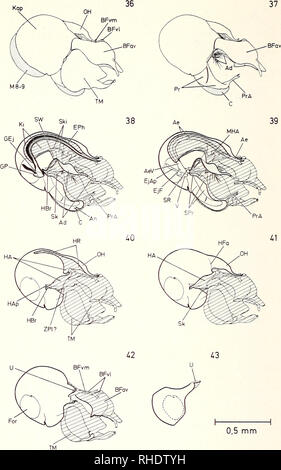 . Bonner zoologische nach 1550. Zoologie. 56. Abb. 36 - 37: Neurigona quadrifasciata (5, Hypopygium in lateraler Außenansicht von rechts. 36:Hypopygium und Intersegmentalmembran zwischen 8. und 9. Segment. 37:Hypopygium / Ernfernen des Telomers. V. Bitte beachten Sie, dass diese Bilder sind von der gescannten Seite Bilder, die digital für die Lesbarkeit verbessert haben mögen - Färbung und Aussehen dieser Abbildungen können nicht perfekt dem Original ähneln. extrahiert. Bonn, Zoologisches Forschungsinstitut und Museum Alexander Koenig Stockfoto