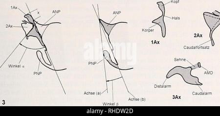 . Bonner zoologische nach 1550. Zoologie. 11. Abb. 3: Schema zur Erläuterung der an der Flügelbasis gemessenen Winkel und Strecken sowie der Benennung der Teilbereiche der hinteren Axillarsklerite distalen Rand ist das zweite AXILLARE (2 Ax) dicht angelagert. Vom vorderen Bereich des2Ax entspringt die Grundlage des Radius. Dem hinteren Gelenkfortsatz des Notum (PNP) ist das 3Ax angeschlossen, von dem Sterben Analadem ausgehen. In einigen Taxa findet sich bei PNP und 3Ax ein weiteres Sklerit, welches dann als viertes Axillare (4 Ax) bezeichnet wird. Zwischen 3Ax und 2Ax vermittelt Sterben proximale M Stockfoto