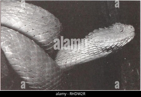 . Bonner zoologische Beiträge: Herausgeber: Zoologisches Forschungsinstitut und Museum Alexander Koenig, Bonn. Biologie; Zoologie. Abb. 24. Atheris liispida von Kakamega Forest. Foto von Phil - ipp-Wagner. Viperidae Laurenti, 1768 Atheris hispida Laurent, 1955 1955 Athen luspidiis Laurent, Pfr. Zoo!. Bot. Afr. 51:138. Proben untersucht. MHNG 2236.23; NMK 0/1648; NMZB-UM 5317; ZFMK 66374, 82024-26. Zusätzliche. Proben. CAS 141750, 147906, 147908. Bemerkungen: Die bush Viper ist nur in Kenia von der Kakamega Forest, wo es Sympatric ist mit A. squamigera bekannt. Spawls ct-Al. (2002) angegeben. Stockfoto