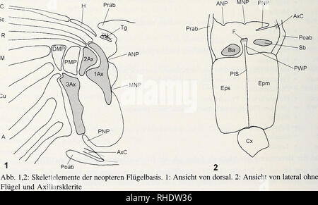. Bonner zoologische nach 1550. Zoologie. 10 Interpretation der Flügelgelenksklerite durch Kukalovä-Peck (1983, 1991), deren Ergebnisse in Untersuchungen fossil überlieferter Flügelgelenke beruhen. Da this Interpretationen umstritten sind und durch Beobachtungen einer rezenten Taxa nicht bestätigt werden, benutze ich neutrale Beschreibungen bzw. sterben Nomenklatur / Snodgrass (1935). Sterben der SKELETTELEMENTE NEOPTEREN FLÜGELBASIS Das Flügelgelenk der Neoptera besteht aus folgenden Elementen, sterben bei allen Taxa wieder-zufinden sind (Snodgrass 1909, 1927): Das notum bildet in der Regel drei Fort Stockfoto