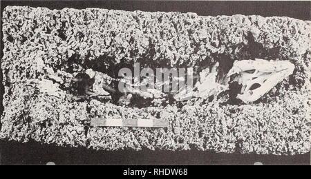 . Bonner zoologische Beiträge: Herausgeber: Zoologisches Forschungsinstitut und Museum Alexander Koenig, Bonn. Biologie; Zoologie. Gründe für den Rückgang der großen Echsen 565. Abb. 1: fossiler riesige Echse von Gran Canaria eingebettet in lapilli von La Isleta. Muster in das Museo Canario, Las Palmas gehalten. Skala in cm. Foto Museo Canario. Natürliche physikalische Faktoren viele Autoren die vulkanische Aktivität als ein Faktor im Zusammenhang mit der extinc- tion der primitiven Wirbeltierfauna erwähnen. Die meisten zitieren die lapilli und die Lavaströme, die als direkte Ursachen der Sterblichkeit, die Witz korreliert. Stockfoto