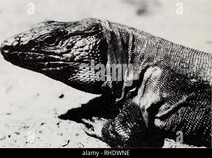 . Bonner zoologische Beiträge: Herausgeber: Zoologisches Forschungsinstitut und Museum Alexander Koenig, Bonn. Biologie; Zoologie. 472 A. Machado ich. Abb. 1: Lagarto Gigante de El Hierro (Gallotia aff. simonie i), un-Reptil extremadamente amenazado de Extinción. Su población Tatsächliche (Agosto 1984) se Estima en un Centenar de Individuos. Foto A. Machado. les Amenazados del Consejo de Europa (Honneger 1978); con Igual categoría en el Red Data Book de la UICN (Groombridge 1982) y aparece últimamente, también incluido en el Registro Federal de 29 de Febrero de 1984, Del, Fisch&amp; Wildlife Service, de Stockfoto