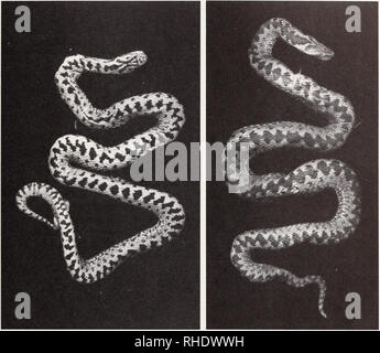 . Bonner zoologische Beiträge: Herausgeber: Zoologisches Forschungsinstitut und Museum Alexander Koenig, Bonn. Biologie; Zoologie. Die gemeinsame Addierer in Nordkorea 51. Abb. 1 (links): Männchen Vipera berus aus Nordkorea (NRM SBM/1935.227.3019). - Abb. 2 (rechts): Weiblich Vipera berus aus Nordkorea (NRM SBM/1935.222.3020). Bands, die sich nicht vereinigen, und eine schwache schmalen hinteren Band von Auge zu Mundwinkel, Grundfarbe hellbraun mit Dorsalen Muster dunkelbraun, ventral Schwarz. Diskussion geographisch Die berus Bereich fällt in einen kleineren Ost- und einen größeren westlichen Teil (Abb. 4). Diese d Stockfoto