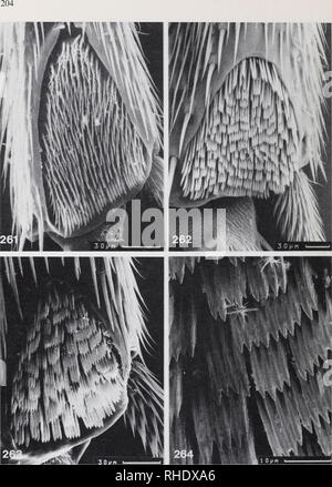 . Bonner zoologische nach 1550. Zoologie. Abb. 261-264: Tibialorgan von Vertretern der Keroplatinae, REM: (261) Neoplatyura flava; (262) Platyura Napi. (263) S. harrisi; (264) Angaben von (263).. Bitte beachten Sie, dass diese Bilder sind von der gescannten Seite Bilder, die digital für die Lesbarkeit verbessert haben mögen - Färbung und Aussehen dieser Abbildungen können nicht perfekt dem Original ähneln. extrahiert. Bonn, Zoologisches Forschungsinstitut und Museum Alexander Koenig Stockfoto