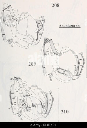 . Bonner zoologische nach 1550. Zoologie. 127. Abb. 208-210: Anaplecta sp. (Blattaria, Blattellidae, Anaplectinae) - 208: linke Komplexe in der dorsalen Ansicht. - 209,210: Links Komplexe in der dorsalen Ansicht; mit aufeinander folgenden Ausbau seiner Teile (vor allem der Dorsalen). - Skala: 1 mm.. Bitte beachten Sie, dass diese Bilder sind von der gescannten Seite Bilder, die digital für die Lesbarkeit verbessert haben mögen - Färbung und Aussehen dieser Abbildungen können nicht perfekt dem Original ähneln. extrahiert. Bonn, Zoologisches Forschungsinstitut und Museum Alexander Koenig Stockfoto