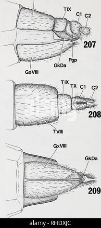 . Bonner zoologische nach 1550. Zoologie. 188 TVIII. Abb. 207-209: legeröhre von Bolitophila acaulis (Bolitophilinae), Exoskelett: (207) von der seitlichen; (208) von dorsal; (209) von ventral. Kundennr. in mm.. Bitte beachten Sie, dass diese Bilder sind von der gescannten Seite Bilder, die digital für die Lesbarkeit verbessert haben mögen - Färbung und Aussehen dieser Abbildungen können nicht perfekt dem Original ähneln. extrahiert. Bonn, Zoologisches Forschungsinstitut und Museum Alexander Koenig Stockfoto