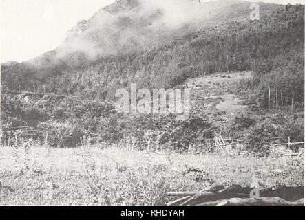 . Bonner zoologische nach 1550. Zoologie. 32. Abb. 31: Innere Hmialayas. Oberen Kali Gandaki Tal, Wald cleaiing Thaksang, Pinus wallichiana, Abies californica Wald, verlassen und bewachsenen Terrassen mit Hecken von Rosa, Berberis, Fabrikantenvilla, Ribes. Viburnum, lokal kleine Arundinaria Bambus, 3150 m, Mustang Distr., 7. VII. 1970 J. Martens. Tation ist außerhalb des Bereichs der starke Monsun beeinflussen. Arten von offenen Land sind in gleicher Weise betroffen. In diesen Tälern gibt es eine Beziehung zwischen Niederschlag und al-Titude ("regionale Reduktion der unteren Begrenzung der vertikalen Dis Stockfoto