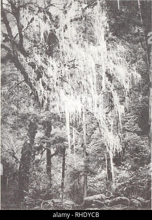 . Bonner zoologische nach 1550. Zoologie. 28. Abb. 27: Äußere Himalaya, subalpinen Zone. Moos und Flechten bedeckte Bäume in gemischten Nadelholz/Rhododendron Wald im oberen Simbua Khola, 3630 m, Taplejung Distr., 13. V. 1988. J. Martens. Wiese erweitern können so hoch wie 5500 m, z.b. auf der S Hang des Mt. Everest. Eine äußerst differenzierte vegetative Mosaik von Mikroklimatischen Variation hergestellt wird, schattige Pisten durch Schnee für lange Perioden im Winter geschützt, während die Sonneneinstrahlung trocknet die opposi-te Pisten. An der alpinen Stufe Zwergsträuchern dominieren; etwa 40 Arten wurden dokumentiert, Stockfoto