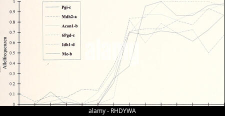 . Bonner zoologische nach 1550. Zoologie. 131. ESS DOL EIC ALT BÖH ENK KIR KIK PAR EHA VEB LAU ATH LUN-Abb. 61: Stufenkline diagnostischer Allel (Z. angelicae) bei einem west-östlichen Transekt durch die Kontaktzone im Altmühltal gehend allochronen Populationen KIK (Z. angelicae) und KIR fZ.-hippocre pidis). Abb. 60 und 61 zeigen, steile koinzidierende Stufenkline von diagnostischen Allelen und hippocrepiciis Markerallelen für Z (Abb. 60) und solche von Z. angelicae (Abb. 61). Abb. 62 und 63 belegen, flache, unregelmäßige Khne Allelfrequenzen. Die folgenden Nummern-oper Diagramm (Abb. 64 und 65) Stockfoto