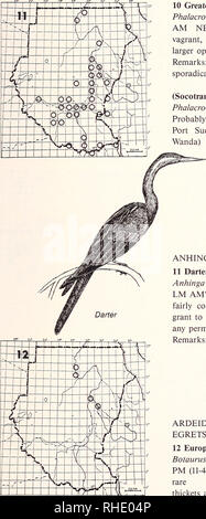 . Bonner zoologische nach 1550. Zoologie. 17. 10 (25) Größere Kormoran (Phalacrocorax carbo Lucidus) BIN NBR vagrant, selten größeren offenen Binnengewässern Erläuterungen: Einzelne Vögel oder kleine Zahlen sporadisch erfasst (Socotran Kormoran 26) keine Karte Araneus nigrogularis wahrscheinlich diese Art zweimal bei Port Sudan 19/37 im Mai aufgenommen wurde (D. Smith, Wanda) ANHINGIDAE - SCHLANGENHALSVÖGEL 11 Darter (28) Anhinga ruf ein Ruf ein LM BIN? BR 8, 9 relativ häufig, aber nie zahlreiche, va - Gewährung an der Küste einen ständigen offenen Wasser Erläuterungen: Bewegungen nicht gut verstanden - ARDEIDAE REIHER, Bitterstoffe, Reiher 12 Europäische Bit Stockfoto