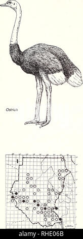 . Bonner zoologische nach 1550. Zoologie. 14. STRUTHIONIDAE - STRAUSSE 1 Strauß (1) Struthio camelus camelus R-LM BR 1-4, 12 lokal für seltene kurze Gras und offenen Akazien Savanne Erläuterungen: Saisonale Bewegungen mit Regen, Bevölkerung im Allgemeinen rückläufig - PODICIPEDIDAE LAPPENTAUCHER 2 Schwarzhalstaucher (3) keine Karte Podiceps nigricollis Nigricollis/gurneyi BIN? PM? (11) NBR vagrant, selten alle Binnengewässer Erläuterungen: Die Herkunft ist nicht eindeutig, nur schnurgebundene von Khartum 15/32 (Bowen 1926) und El Fashir 13/25 (R Trauen) 3 Zwergtaucher (Tachybaptus ruficollis capensis 4) LM BIN? (10-4) BR 3, 11 saisonbereinigt Stockfoto