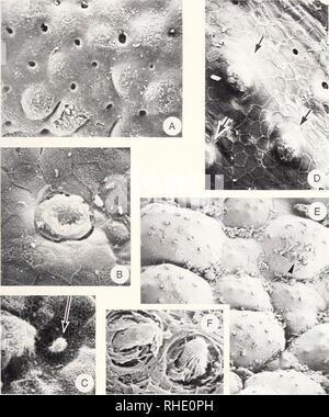 . Bonner zoologische nach 1550. Zoologie. 45. Abb. 20: SEM der Haut von Diplomystes spec, an der Basis der Oberkiefer Barbe. A: Poren der Becherzellen und epidermalen Papillen (40x); B: Erweiterung (l, 250 x) eines vermeintlichen pit-Orgel und epitheUal Zellen; C: Zelle Lager überstand, durch einen Pfeil (2500 x); D: Gaumen (durch Pfeile gekennzeichnet) und Poren der Becherzellen in der Mitte des Kiefers Barbe (640x): E: epidermalen Papillen, die Geschmacksnerven in den normalen Region (76x); Pfeilspitze weist auf die Geschmacksknospen, die in F vergrößert werden; F: Apikalen Re-gion Gaumen (640x). Bitte n Stockfoto