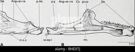 . Bonner zoologische nach 1550. Zoologie. 56 vorher, die metapterygoid Projekte ein breites ectopterygoid Prozess, dass seitliche ist mit dem hinteren Teil des autopalatine. Die metapterygoid ist lose genäht mit der hyomandibula. Die meisten metapterygoid ist häutig Knochen; Die chondral Region ist längliche, schmale, und Hes posteroventrally. Es gibt eine Verknüpfung zwischen diesem chondral Teil der metapterygoid und der Knorpeligen symplektischen Region zwischen den hyomandibula und Quadrat, das in einigen erwachsenen Exemplare verloren. Die Naht zwischen den metapterygoid und quadratische ist n Stockfoto