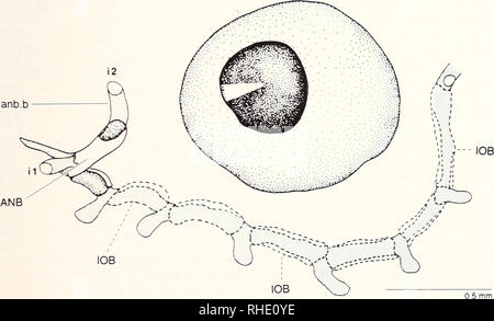 . Bonner zoologische nach 1550. Zoologie. "17 Infra-orbital-Kanal und einem vorderen Ast, mit der anderen Seite an der Eth verbindet - moidal Commissure. Dies ist der Zustand, in Nybelin phohdophorids beobachtet (1966) und in bestimmten Letzten teleosts (z.b..: elopids Nybelin 1967. Arratia 1987 b. vorliegende Papier). In ostariophysans den Infra-orbital-Kanäle verbinden Sie nicht von einem ethmoidal Commissure, die nicht vorhanden ist, den Infra-orbital-Kanal ist mit einer Reihe von neuromasten, die zu der Gabel Ersatz Zeile der Infra-orbital-Kanal zugeordnet ist. Die gemeinsame Zustand in teleosts ist das Fehlen eines Ein Stockfoto