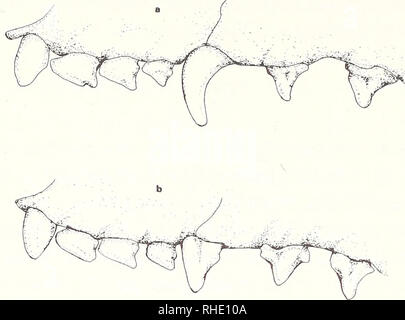 . Bonner zoologische nach 1550. Zoologie. 32. Abb. 9: Oberkiefergebiß V-P ^von CAE-nolestes a) o-BMNH 34,9. 10.269; b) 9 54.287 BMNH; c) 9 70903 FMNH. Bitte beachten Sie, dass diese Bilder sind von der gescannten Seite Bilder, die digital für die Lesbarkeit verbessert haben mögen - Färbung und Aussehen dieser Abbildungen können nicht perfekt dem Original ähneln. extrahiert. Bonn, Zoologisches Forschungsinstitut und Museum Alexander Koenig Stockfoto