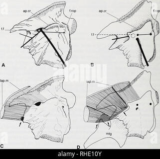 . Bonner zoologische nach 1550. Zoologie. 44 Wachstum Der hyomandibula produzieren eine Runde gemeinsame oder sutura hmbata. Posterior, der hyomandibula artikuliert mit dem opercular opercle durch den Prozess, und der hyomandibula ist genäht auf der dorsalen Teil der preopercle. Auf der medialen Gesicht, der hyomandibula hat einen kleinen Bereich für die Ausrüstung der ersten pharyngobranchial; Die pseudobranch ist fast senkrecht zur Anterioren membranöse Auswuchs. Die levator Arcus palatini Crest, horizontal, um die seitliche Teilfläche des hyomandibula, ist in Diplomystes sp. Und D. nahuelbutae entwickelt Stockfoto