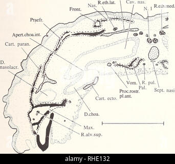 . Bonner zoologische nach 1550. Zoologie. "131 Abb. 52 Karre, Parieto.. Abb. 50: Anolis Uneatopus KL. 6,5 mm. Schnitt 1-8-1. Transversalschnitt durch die Regio ethmoidaUs im Bereich der Einmündung des Ductus glandulae nasahs lateraHs in das Vestibulum nasi und der Choanenrinne in den Ductus nasolacrimahs. Medioventrale Kante der Cartilago ectochoanalis im Querschnitt gegabelt. Kundennr./0,5 mm Abb. 51: Anolis Uneatopus KL. 6,5 mm. Schnitt 2-3-6. Transversalschnitt durch die Regio ethmoidalis im Bereich des Cavum nasi Proprium. Ductus nasolacrimahs und Choanenrinne funktionell getrennt. Kundennr. 0 Stockfoto