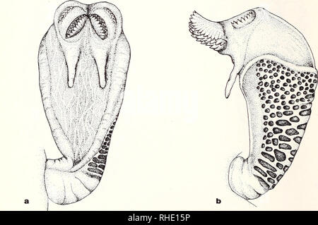 . Bonner zoologische nach 1550. Zoologie. 28 Chamaeleo tigris Kühl, 1820 ZFMK 26194 Praslin, Seychellen Isld. Die hemipenes passt die Beschreibung von Bourgat & Amp; Domergue (1971), mit Ausnahme der 1) die Form, die weniger dehnen, aber dies kann wegen des Quellungszustandes im Moment der preser vation werden, 2) das Vorhandensein einer Reihe von kleinen Papillen zwischen den zwei Paaren von papillen verlängern ('Cornes bifides') und 3.) die Position der rotulae ('auricules apicales"), dass statt der Projektion seitlich befinden sich oben an der Spitze positioniert. Chamaeleo cephalolepis Günther, 1880 (Abb. 11a und b) Z Stockfoto