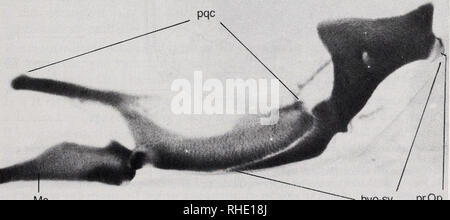. Bonner zoologische nach 1550. Zoologie. 17 entopterygoid lateralis Typ 1 sehnen Knochen Herkunft" ectopterygoid entopterygoid''' die Knochen, die aus Knorpeligen Bögen Ausstellung chondral Ossifikation stammen, und jene der dermalen Herkunft Ausstellung dermale Verknöcherung (das heißt, Sie nicht ein Auto - tilaginous Vorläufer gehören). Verknöcherung der knorpeligen Bögen, die zu den Knochen der SUSPENSORIUM an der Oberfläche beginnt, wird sie daher Ausstellung perichondral Ossifikation. Außerdem Knochen wie dem hyomandibula, Symplektischen, metapterygoid und quadratische Möglicherweise membranöse Auswuchs Stockfoto