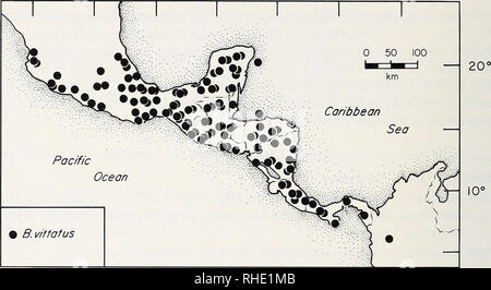 . Bonner zoologische nach 1550. Zoologie. 122 Etymologie: aus dem Lateinischen vittatus Bedeutung, verziert mit einer Schleife gebunden oder abgeleitet. Dies ist in Bezug auf die parietale Blade der männlichen Vittatus, das auf der Form eines dünnen Band. Verteilung: (Abb. 45). Entlang der Küsten des südlichen Mexiko aus Jalisco und südliche Tamaulipas, durch den Isthmus von Tehuäntepec südwärts in North-western Colombia. Von Boulenger (1885) aus Ecuador aufgezeichnet. 100° 90° 80°. Abb. 45: Verteilung Karte von basiliscus Vittatus. Symbole repräsentieren, Städte und Gemeinden der untersuchten speci-mens. Beschreibung: Parietale Blade i Stockfoto