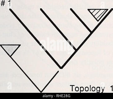 . Bonner zoologische nach 1550. Zoologie. 25 unbewurzelte Topologien von INGROUP V MIT 3 FREMDGRUPPEN und REROOTED TOPOLOGIEN von INGROUP^ MIT 4 FREMDGRUPPEN:. Topologie 1. Bitte beachten Sie, dass diese Bilder sind von der gescannten Seite Bilder, die digital für die Lesbarkeit verbessert haben mögen - Färbung und Aussehen dieser Abbildungen können nicht perfekt dem Original ähneln. extrahiert. Bonn, Zoologisches Forschungsinstitut und Museum Alexander Koenig Stockfoto