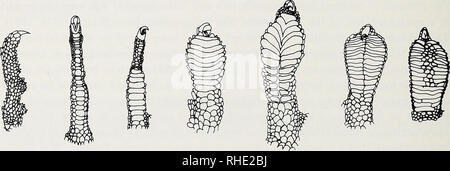 . Bonner zoologische nach 1550. Zoologie. 56 Externe digitale Zeichen Zeichen 71: Ventrale digitale scalation lamellate (0) oder spinose (1). Figur 72: Digitale Lamellen ohne scansorial Setae (0) oder mit scansorial Setae (1). Figur 73: Scansorial Pad (0), schmal oder breit Geweitet (1). Figur 74: Scansorial Platten single (0), unterteilt (1). Figur 75: Apikalen Platten stelle ich Single, medial A) (1); oder Gaumenspalte, asymmetrisch mit größeren medialen Teil B) (0). Lamellen, die rechteckige subdigital Skalen, die in vielen Eidechse Gruppen, sind universell - heute in eublepharines Ly. Stockfoto