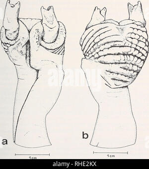 . Bonner zoologische nach 1550. Zoologie. 125 elf kräftige Paryphasmen, von denen sterben distalen 3 - 4 durch einen medianen glatten Bezirk unterbrochen sind. Varanus gouldii (Varanus) gouldii ZFMK 14236 (Abb. 35 u. 43) wahrscheinlich: Australien (New South Wales). Hemipenis schlank keulenförmig. Sulcus proximalen gedreht, dann Dp, in einer Querfurche hinter den Hemibacula mündend. This treten aus deutschstämmigen verbreiterten apicalen Scheiben hervor und sind von Flaschenförmiger Gestalttherapie mit abgeplattetem,, Hals "und - ohne Bindegewebs-Überzug - vollständig verknöchert (Vgl. auch Abb. 35). Bin l Stockfoto