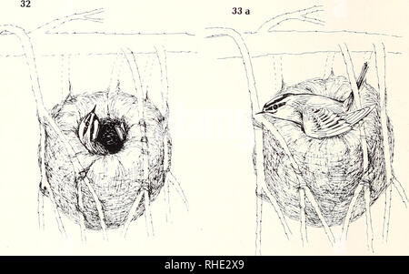 . Bonner zoologische nach 1550. Zoologie. Abb. 30 - 33 a: Brütendes SG. 30: Schließfach brütend, Rückengefieder im Niveau des Nestrandes. 31: bei Alarm sich drückend. 32: Beim "Strampelwenden". 33 a: beim Nestverlassen.. Bitte beachten Sie, dass diese Bilder sind von der gescannten Seite Bilder, die digital für die Lesbarkeit verbessert haben mögen - Färbung und Aussehen dieser Abbildungen können nicht perfekt dem Original ähneln. extrahiert. Bonn, Zoologisches Forschungsinstitut und Museum Alexander Koenig Stockfoto