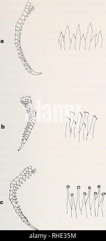 . Bonner zoologische nach 1550. Zoologie. 25. Abb. 8. Pseudorthevolutiver Trend von Genitalstruktu-ren, korreliert mit ökologischer Spezialisationsreihe bei Fransenfingern (Acanthodacnlus). Links bereits Hinterzehe mit Fransenschuppen (umgezeichnet n. Sal-vador 1982), dsub Stachelepithel bin Hemipenis (um-gezeichnet n. Böhme 1971). a. A. Schreiben, b. A. Grandis, C. A. scutellatus. - Zeichn. U.FL. Die Umwandlung führt hier aber nicht über eine Aufzähnelung zu einem Strahlenkrön-chen, sondern über Streckung der Epithelzellen (T. septentrionalis, Abb. 9b) bis zu Basis-wärts abgekr Stockfoto