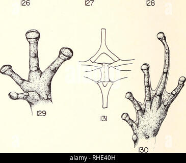 . Bonner zoologische nach 1550. Zoologie. Abb. 126 ä 131: Gephyromantis blommersae Guibe. Arten de Dessin dorsale, Main, gescheckt, ceinture Scapulaire.. Bitte beachten Sie, dass diese Bilder sind von der gescannten Seite Bilder, die digital für die Lesbarkeit verbessert haben mögen - Färbung und Aussehen dieser Abbildungen können nicht perfekt dem Original ähneln. extrahiert. Bonn, Zoologisches Forschungsinstitut und Museum Alexander Koenig Stockfoto