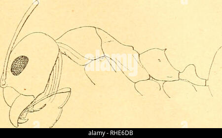 . Bollettino della Società entomologica Italiana. Entomologie. Â 175 â zioue del 5° molto piÃ¹ che nel planidens; V epinoto Ã¨ piÃ¹ disteso, armato di una Punta Lunga e molto piÃ¹ robusta: Il. Abb. 35. Dorymyrme. r jdcmldens tt: da esemplare Tipico. peziolo Ã¨ piÃ¹ allungato. Scultura kommen nel D. planidens (1). Le Abbildung faranno Meglio apparire Le dififerenze. L. 5 mm. (Figg. 34-35). Puerto Madryn (Chubut) un Solo esemplare. D. tener Mayr. Juncal (Chile) ^ $ cf, 23. Iii. 1899; Las Cuevas, 2000 m. (Mendoza). VarietÃ gialla: Cacheuta 1000 m., Mendoza. D. baeri Er. André. Rio S." "Cr Stockfoto