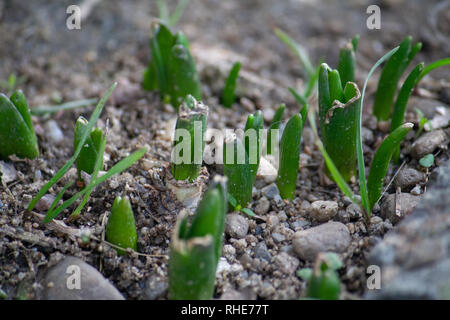 Hyazinthe Keimen durch Erde Feder Stockfoto